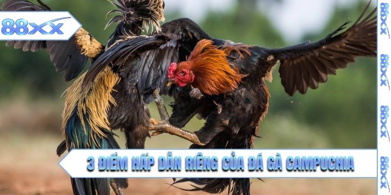3 điểm hấp dẫn riêng của đá gà Campuchia 
